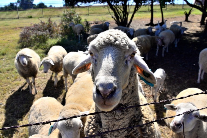 <아픔이 들리는 목자>