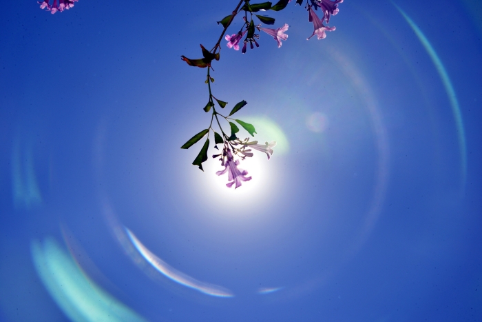 <하나님이 보우하사>