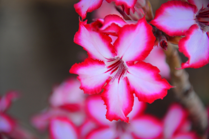 <2017년 감동 프로젝트- 성령의 바람 불어와>