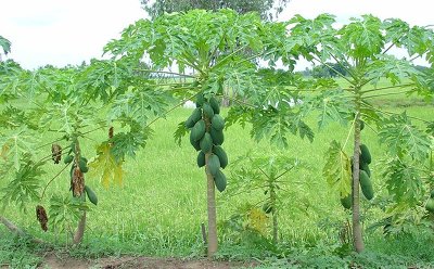 파파야 나무 이야기(추가)