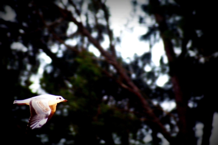 소리는 소리를 말한다