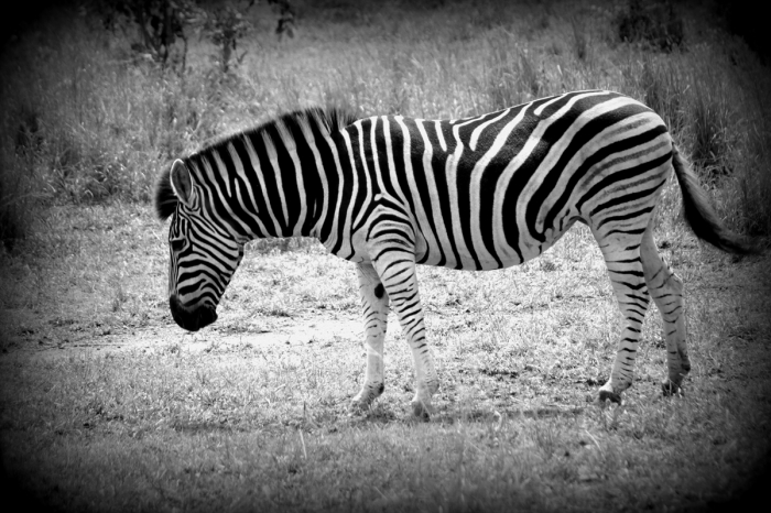 나는 목자가 아닙니다