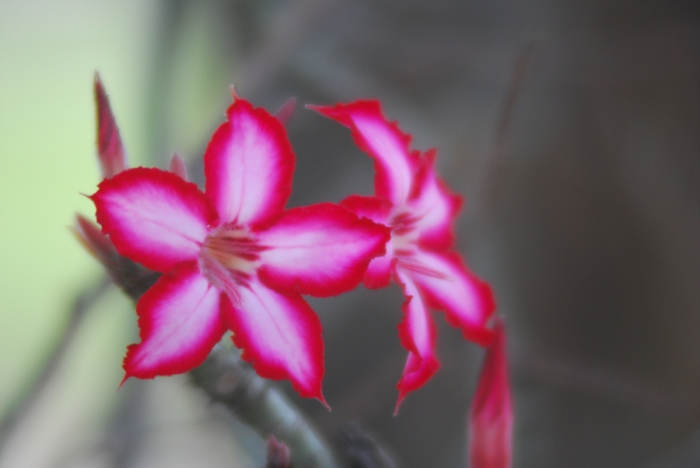 예수님의 기도-자발적 확증