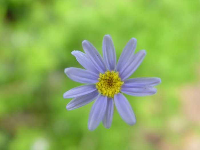 솔로몬의 지혜를 구하지 말라