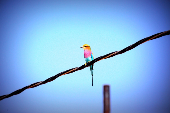 <메르스 바이러스>