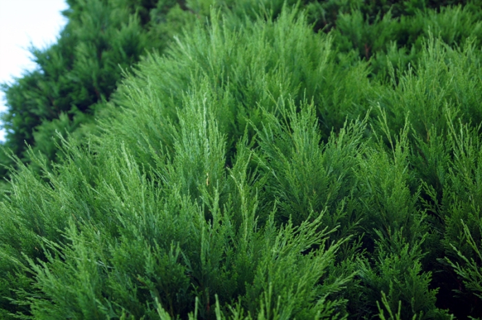 하나님의 회복 3편- 한번 살면 세번죽고 한번 죽으면 세번 산다