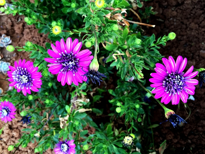 <봄이 오는 소리...>