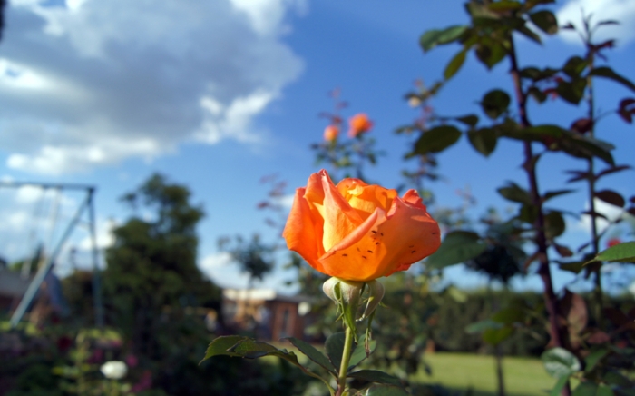 하나님의 회복 5편- 네가 누구냐?