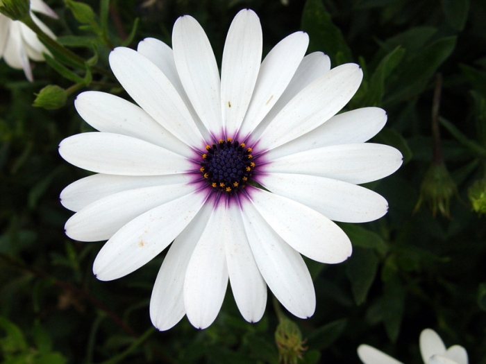 아버지여! 아버지여!